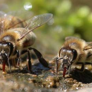 蜜蜂分蜂热是什么意思？