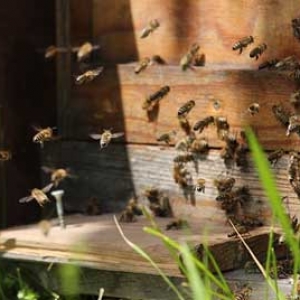 什么是外勤蜂？