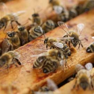 蜜蜂生长发育有几个阶段？