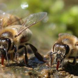 蜜蜂夏天太热会热死吗？
