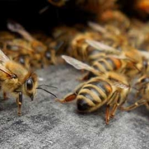 蜂群夏季为什么会停产？