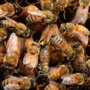 蜂群安全越冬要什么条件？