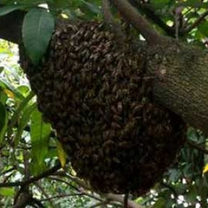 自然分蜂为什么不回蜂？