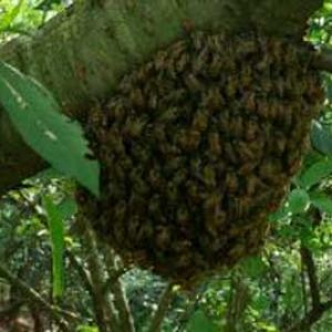 自然分蜂后多久可以取蜜？