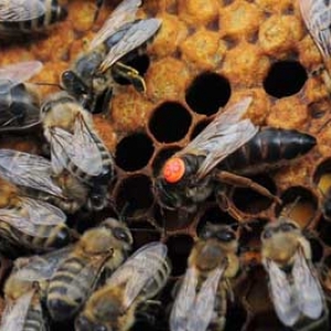 早春养蜂怎样扩大子圈？