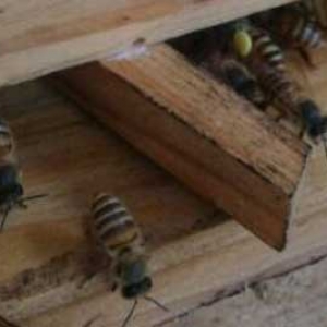 中蜂标准蜂箱尺寸是多少？