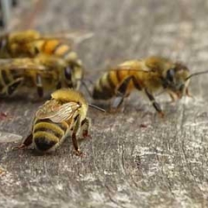 蜜蜂是怎样调节湿度的？