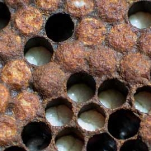 温度对蜜蜂有什么影响？