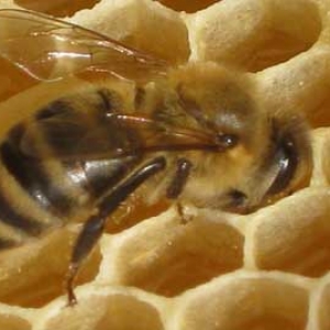 哪些地方不适合养蜂？