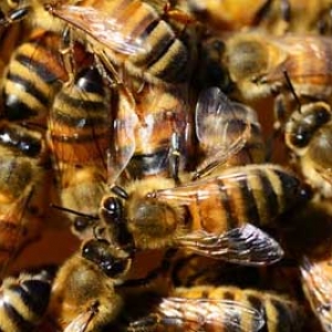 春季蜂群管理要点有哪些？