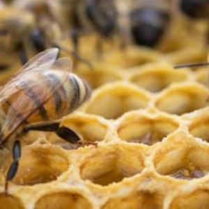养10箱蜜蜂一年能赚多少钱？