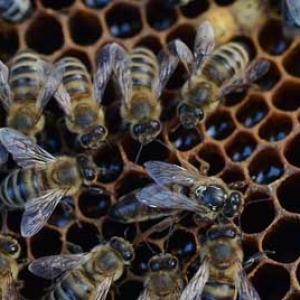 养50箱蜜蜂一年能赚多少钱？