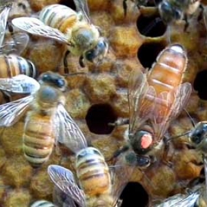 养100箱蜜蜂一年能赚多少钱？