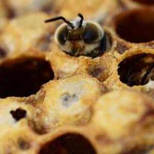 蜜蜂是怎样泌蜡造脾的？