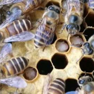 蜂群春衰有哪些原因？