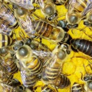 早春怎样处理失王蜂群？