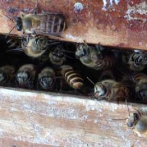 早春蜂群为什么要保温？