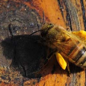 怎么给蜂群喂花粉？