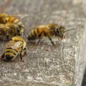 蜂群怎样奖励饲喂？
