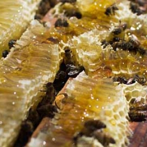 蜂群怎样补助饲喂？