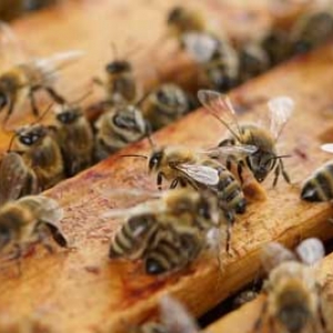 蜜蜂为什么要人工饲喂？