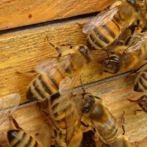 急性蜜蜂麻痹病