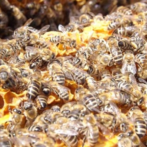 意大利蜜蜂