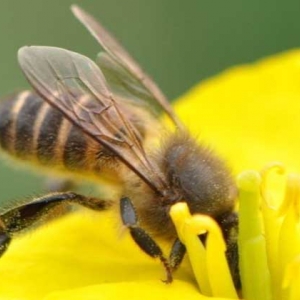 高加索蜜蜂
