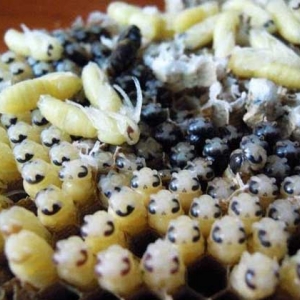 蜂蛹适合什么人群吃？这5类人群经常吃蜂蛹对健康大有好处！