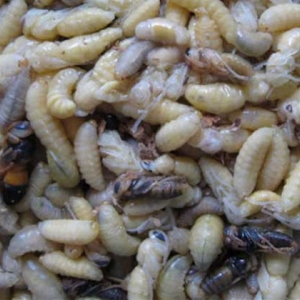 蜂蛹一次吃几个最好？没有具体的个数，但绝对不能过量食用！