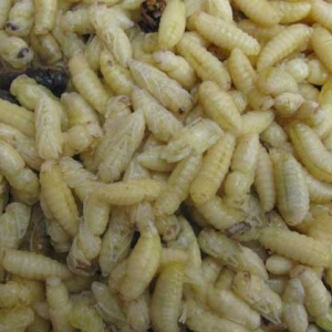 蜂蛹不能和什么一起吃？不存在食物相克，但要避免发生过敏！