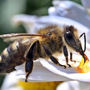蜂毒对性功能的作用，没有特殊作用，过量蜂毒易引起急性肾衰竭！