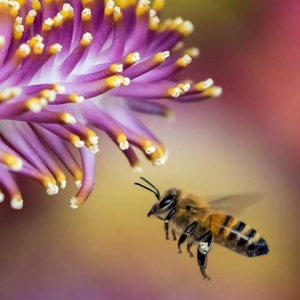 蜂毒能杀死癌细胞吗？目前尚无定论，但蜂毒的确能防癌、抗癌！