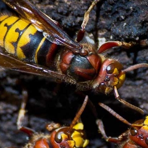 牛角蜂是什么蜂？并不特指某一种蜂，而是多种大型胡蜂的俗称！