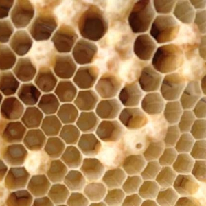 蜜蜂是怎么发育成的？三型蜂的发育大不相同，尤以蜂王最为特殊！