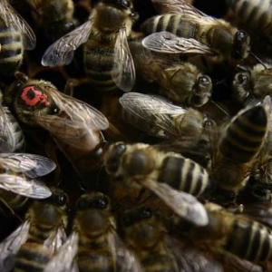 蜂群不但分工明确，甚至食物都不同，“等级森严”令人大开眼界！