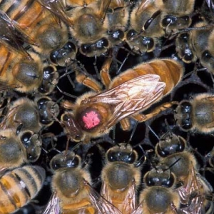 怎么样才能养好蜜蜂？只有清楚蜜蜂的习性，养蜜蜂才能得心应手！