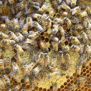 养中蜂好还是养意蜂好？搞清楚这几个区别，结果基本上一目了然！