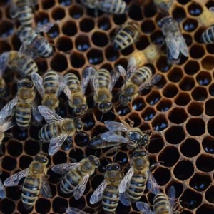 一框蜂怎样繁殖快？管理是关键，管理好了一框蜂也能快速繁殖！
