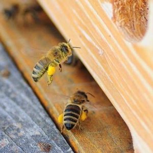 一箱蜂一年能分几箱？没有固定的答案，主要取决于分蜂方式！