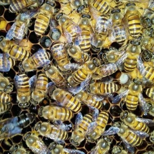 饲料是蜂群越冬的关键，像这样饲喂，确保蜂群有充足的饲料越冬！