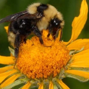 比虎头蜂还大的黑蜂是什么蜂？有可能是熊蜂，也有可能是木蜂！