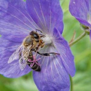 蜜蜂是怎么采蜜的？每酿1千克蜂蜜，差不多等于绕地球飞行11圈！