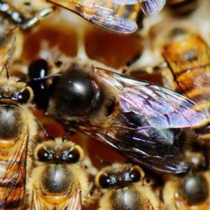 雄蜂既不采花酿蜜，也不产卵繁殖，但对蜂群的作用却不可替代！