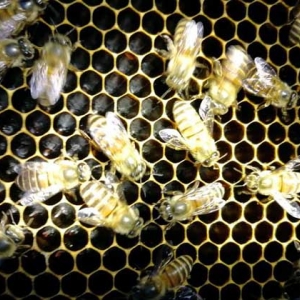 蛋群是怎样炼成的？养蜂不注意这些问题，强群也可能被养成蛋群！