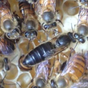 蜜蜂失王有什么表现？蜂群有这些现象，很有可能是蜂群失王了！