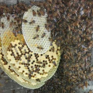 蜜蜂是“酿造师”，还是“建造师”，筑巢技术堪称“鬼斧神工”！