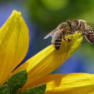 蜜蜂和马蜂有什么区别？不仅仅是外观不同，其他区别也极为明显！