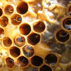蜂箱取出的未必是真蜂蜜，小心这3种“蜜”，后面2种纯粹是假的！