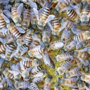 蜜蜂怎么快速繁殖？按这几个步骤管理，快速将蜂群繁殖成为强群！